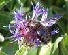 Xylocopa violacea